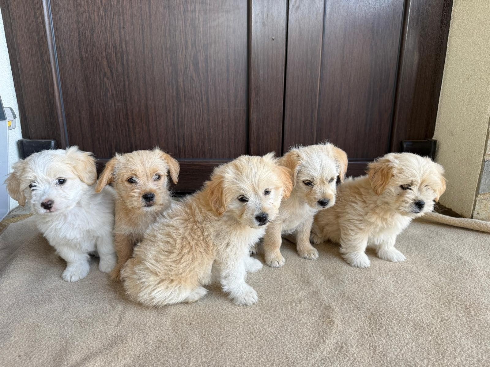 BICHON /malteser puppy's adoptiehond roemenie, Dieren en Toebehoren, Particulier, Overige rassen, 8 tot 15 weken, Buitenland