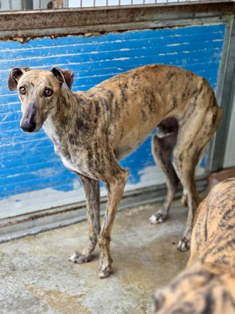 ACE: Orus heeft graag een andere hond in zijn nieuwe thuis!, Particulier, 15 weken tot 1 jaar, Reu, Galgo