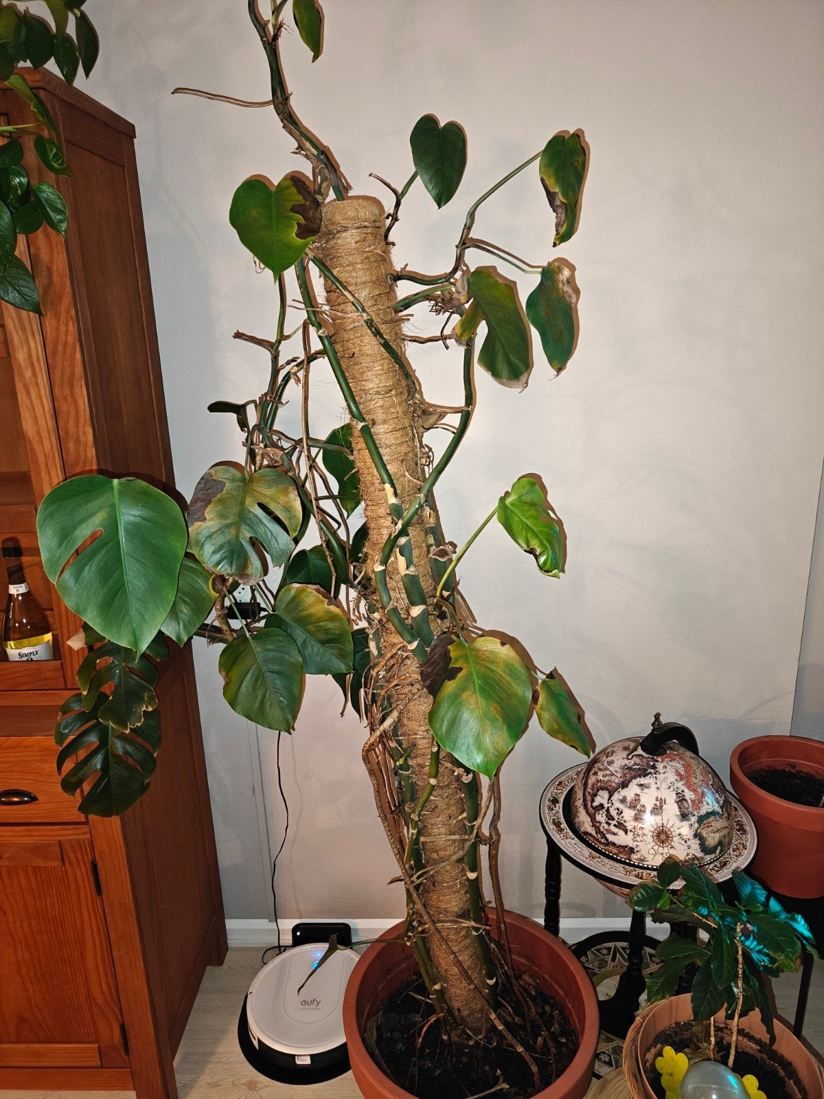 Grote Monstera Deliciosa - Kamerplant, Ophalen, Binnen, Natuurlijk materiaal, 200 cm