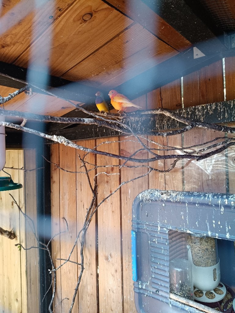 Te koop orange kanarie pop, Dieren en Toebehoren, Vogels | Kanaries, Vrouwelijk, Kleurkanarie