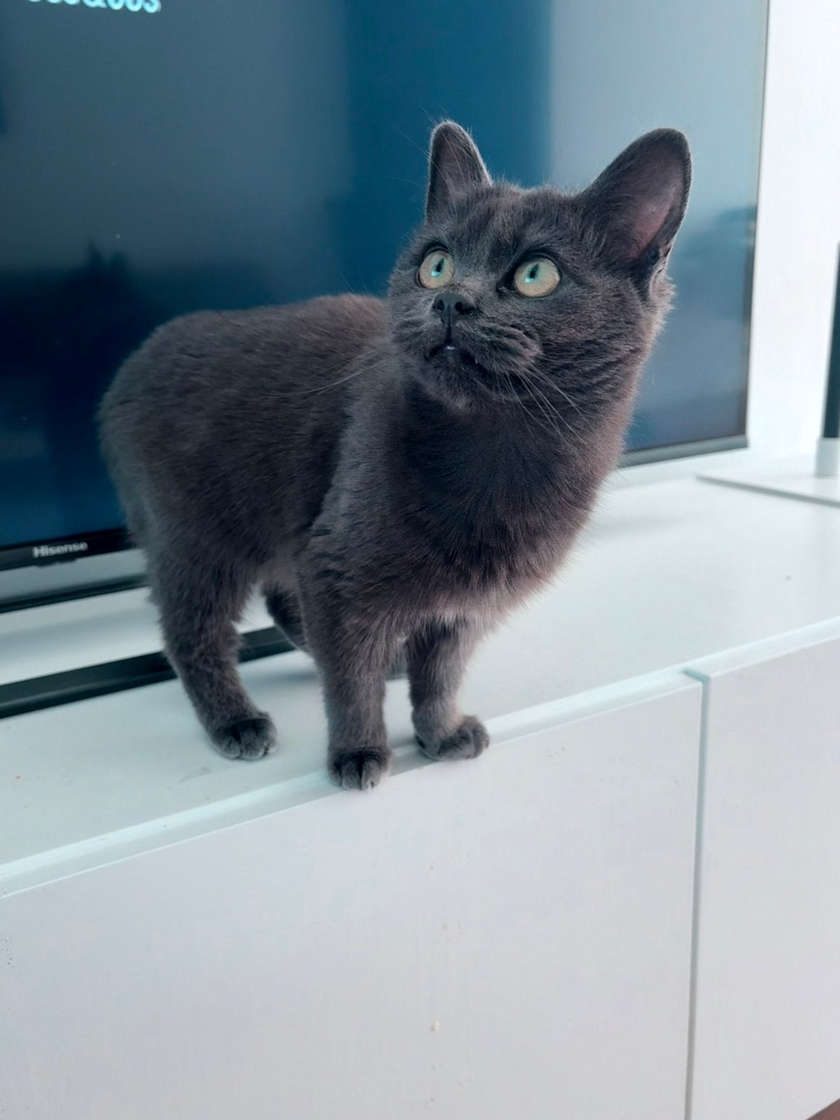 Poesje 11 maanden, Poes