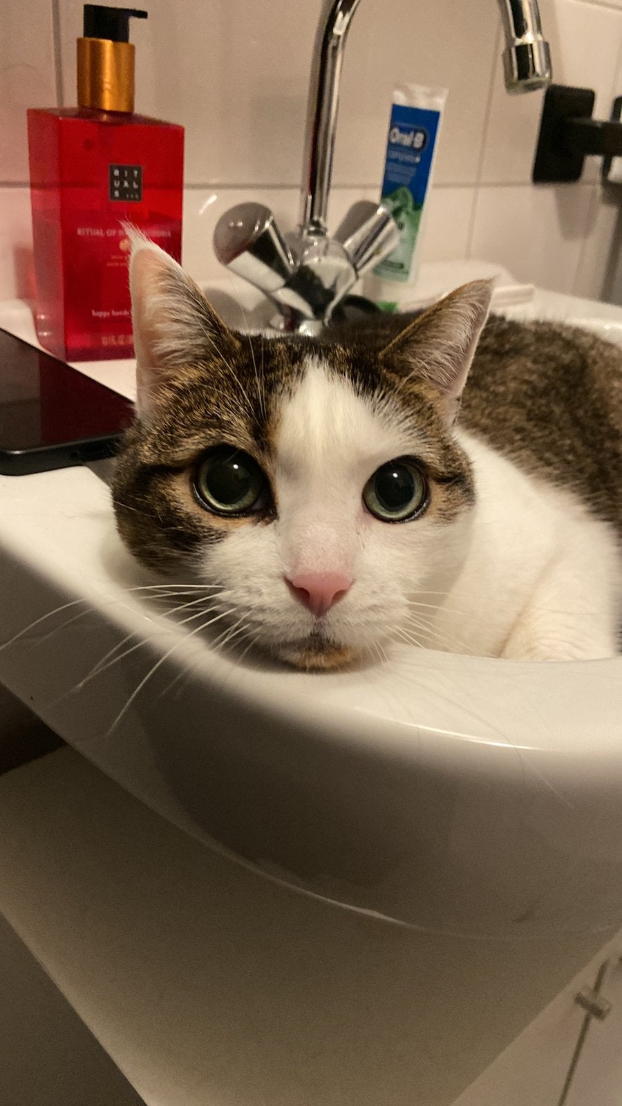 Lieve kater, Dieren en Toebehoren, Kater