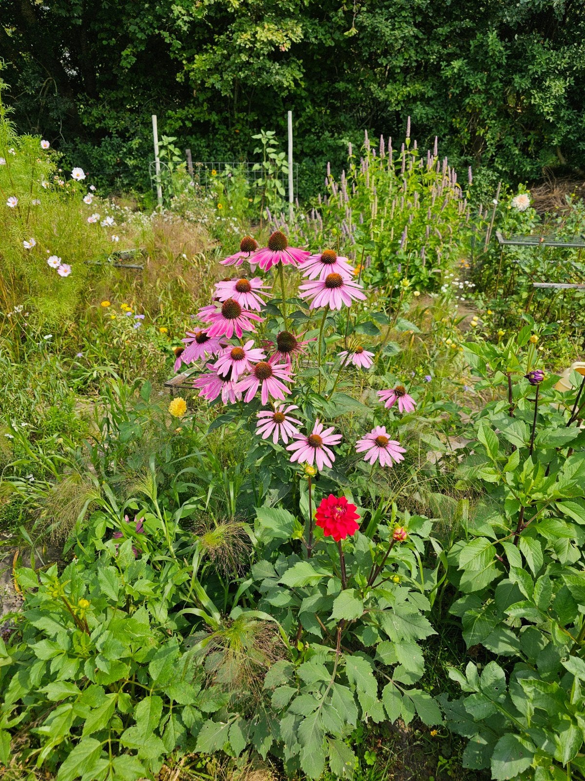 mooie bloemen, Verzenden, Volle zon