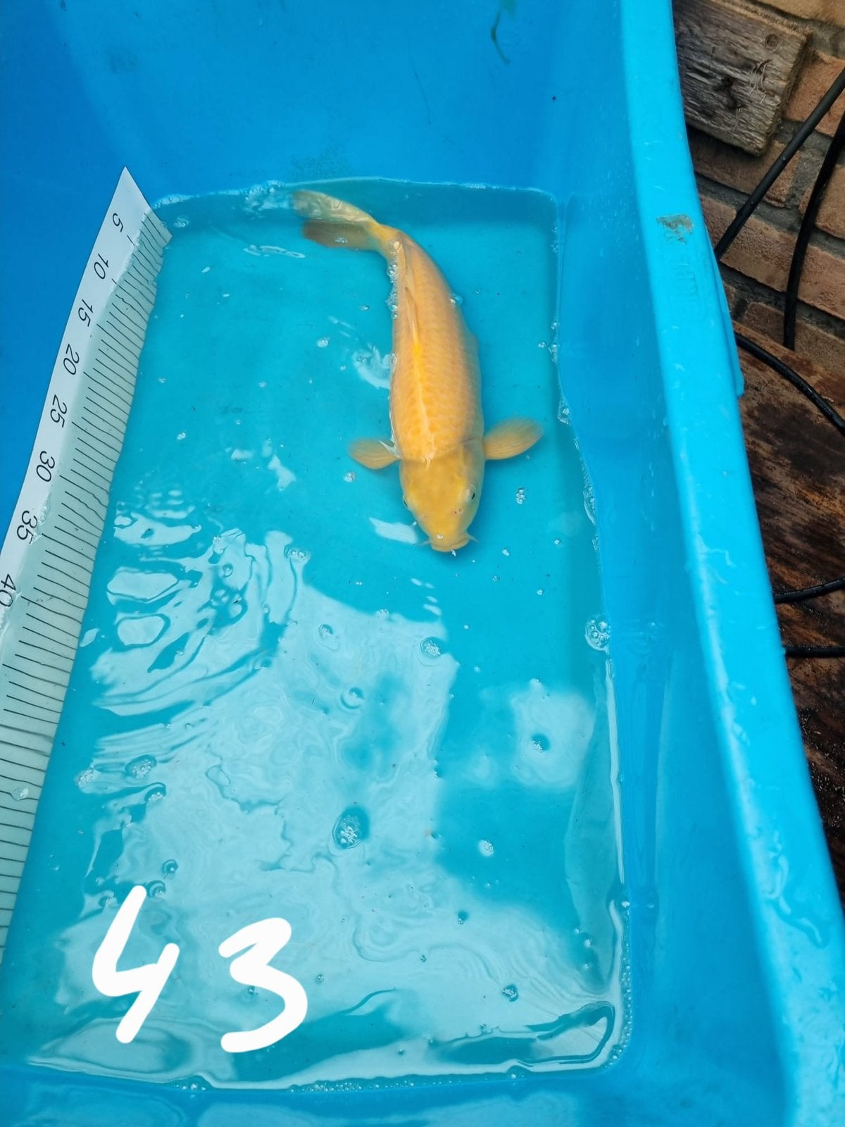 Te koop japanse koi karashi 43cm, Karper of Koi