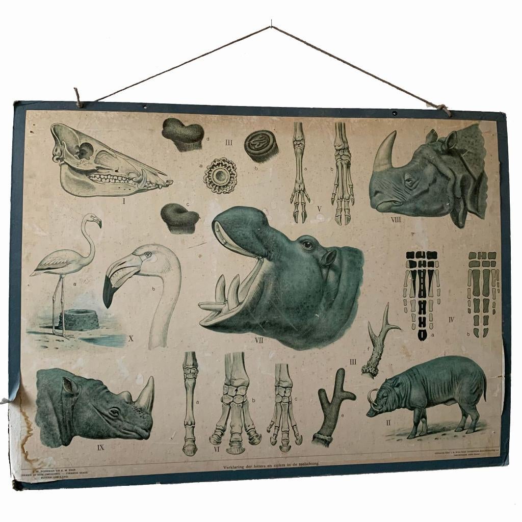 Schoolplaat DIEREN nijlpaard neushoorn Boerman Knip Wolters, Antiek en Kunst, Ophalen of Verzenden, Natuur en Biologie