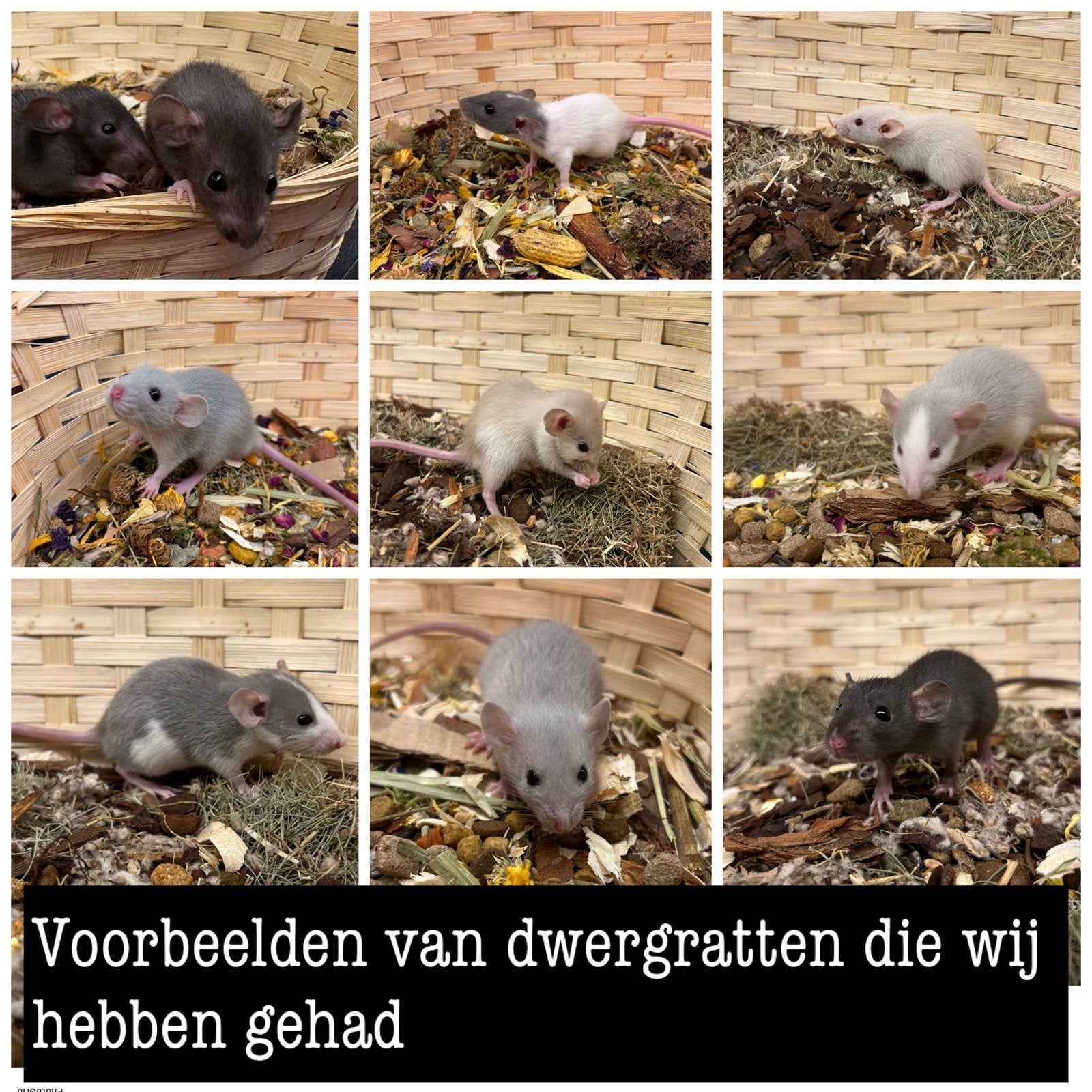 Jonge sociale tamme dwergratten (rechtstreeks van de fokker), Dieren en Toebehoren, Rat, Augustus, Meerdere dieren, Tam