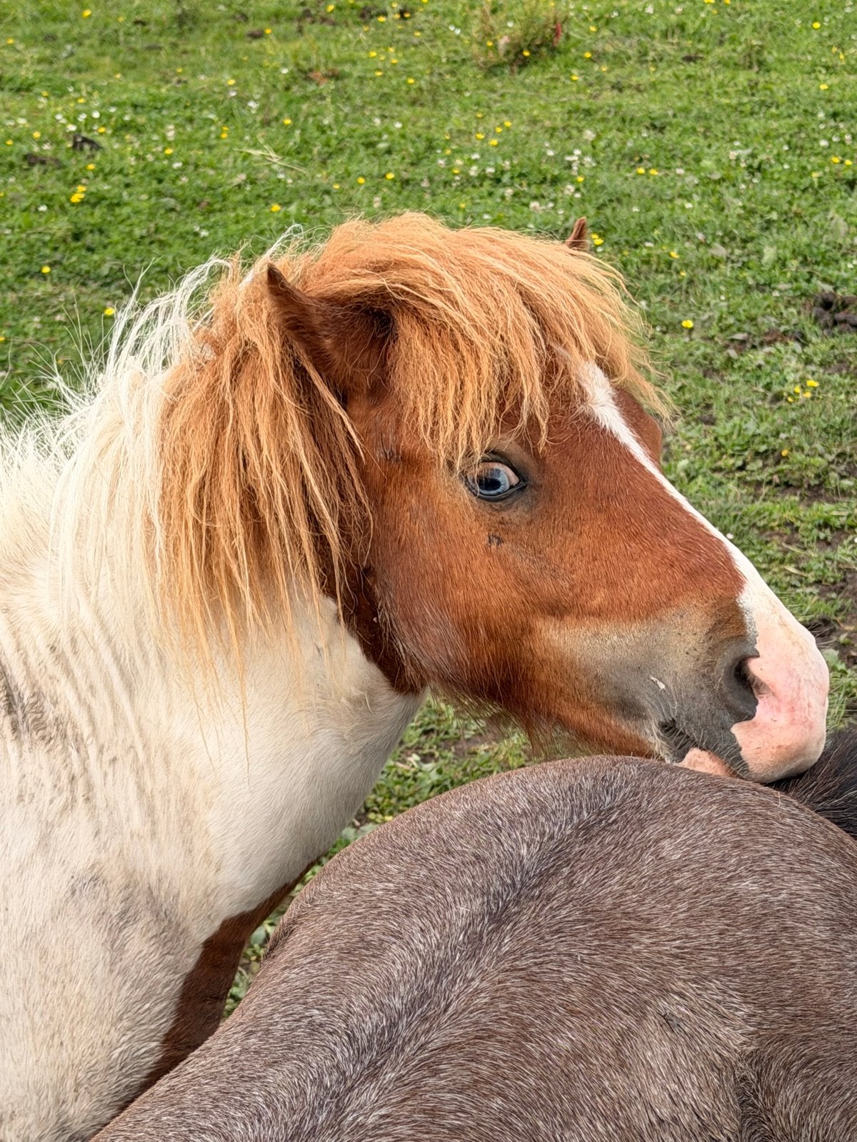 Shetlander hengsten, Dieren en Toebehoren, Pony's, Hengst, A pony (tot 1.17m), Gechipt, 0 tot 2 jaar