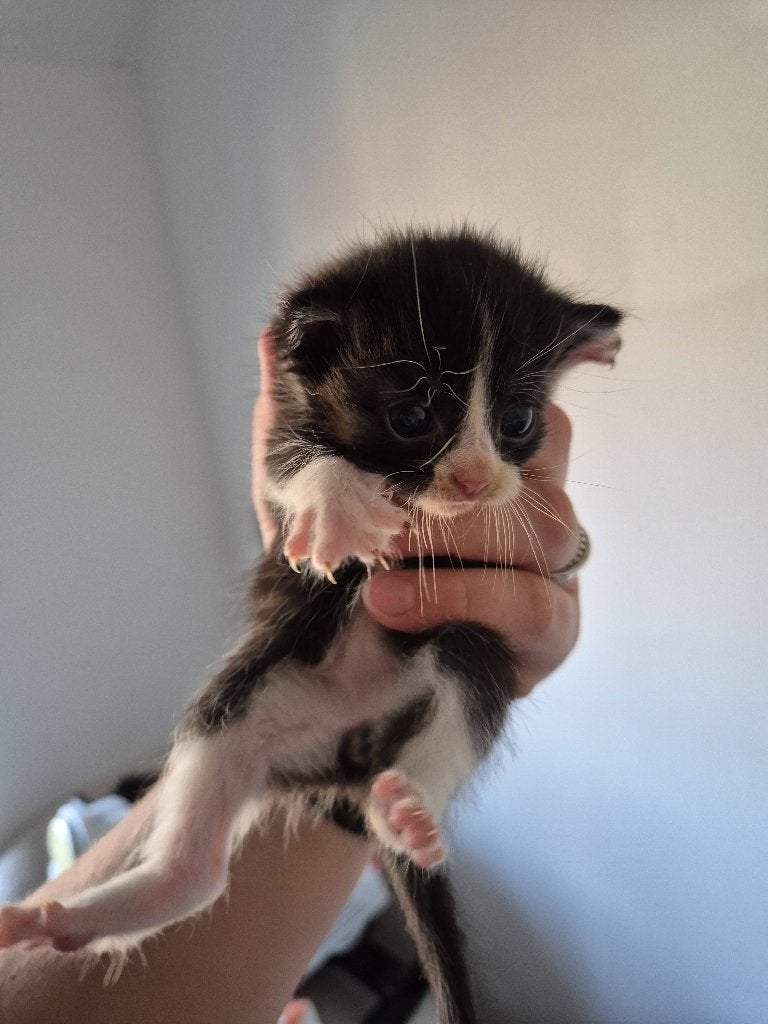 Kittens, 2 mannetjes 1 vrouwtje, Dieren en Toebehoren, Katten en Kittens | Overige Katten, Meerdere dieren, Kortharig, 0 tot 2 jaar