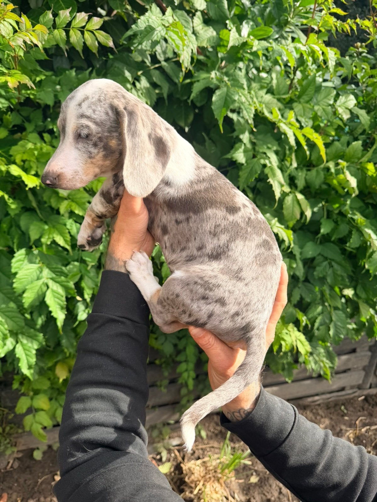 Huiskamernest Dwerg teckel pups getijgerd nog 1 teefje, CDV (hondenziekte), 8 tot 15 weken, Korthaar, Dwerg