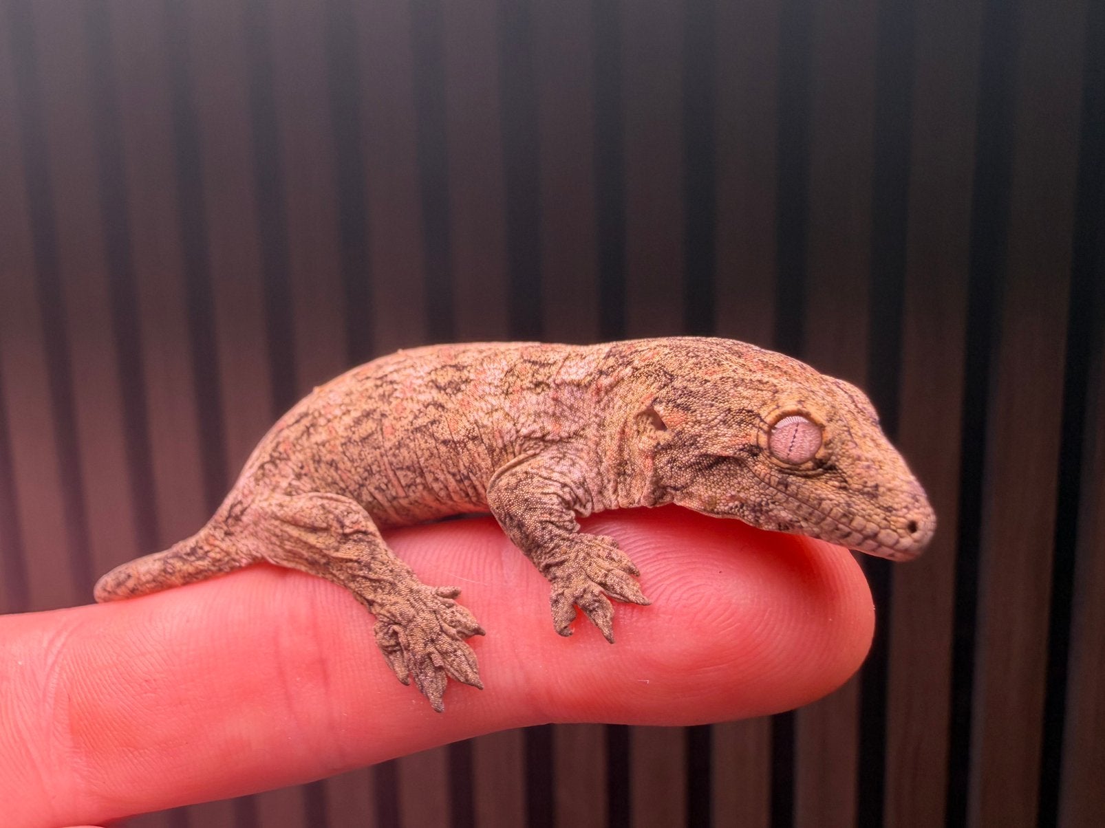 Leachianus Nuu Ana, Dieren en Toebehoren, 0 tot 2 jaar