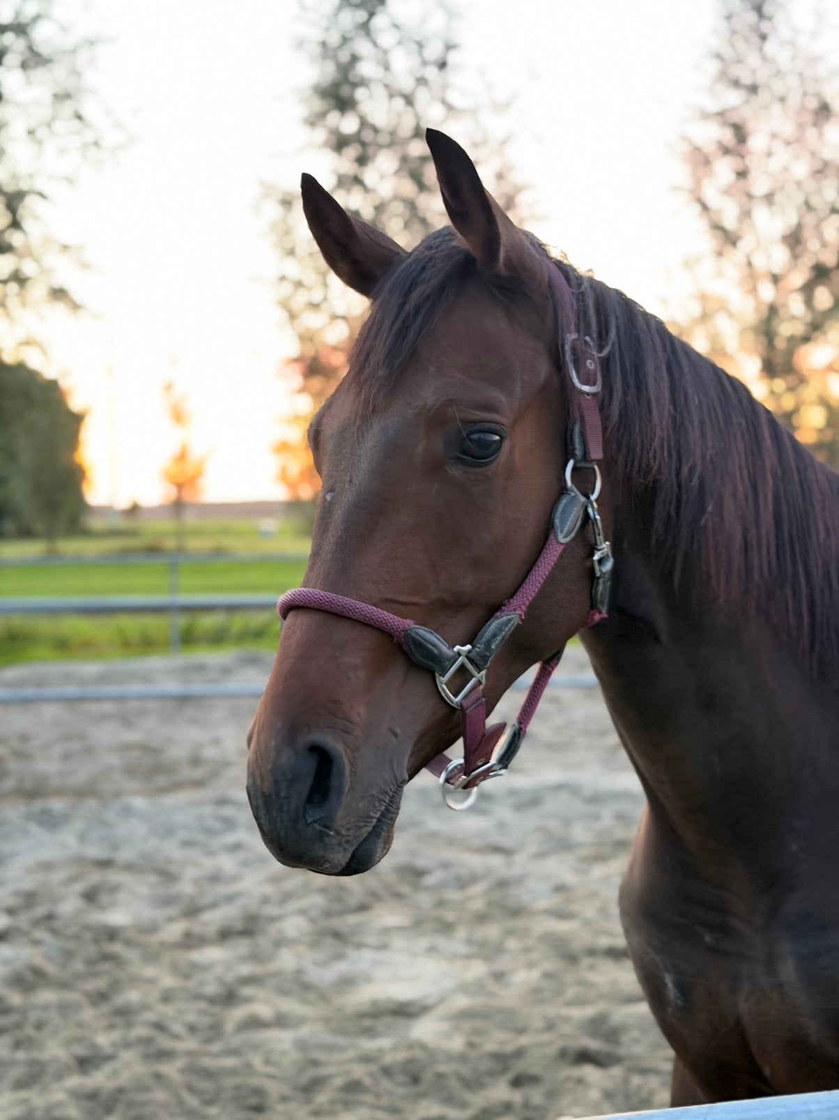 2,5 jarige ruin zoekt nieuw huisje!, Met stamboom, Ruin, Dressuurpaard, 0 tot 2 jaar