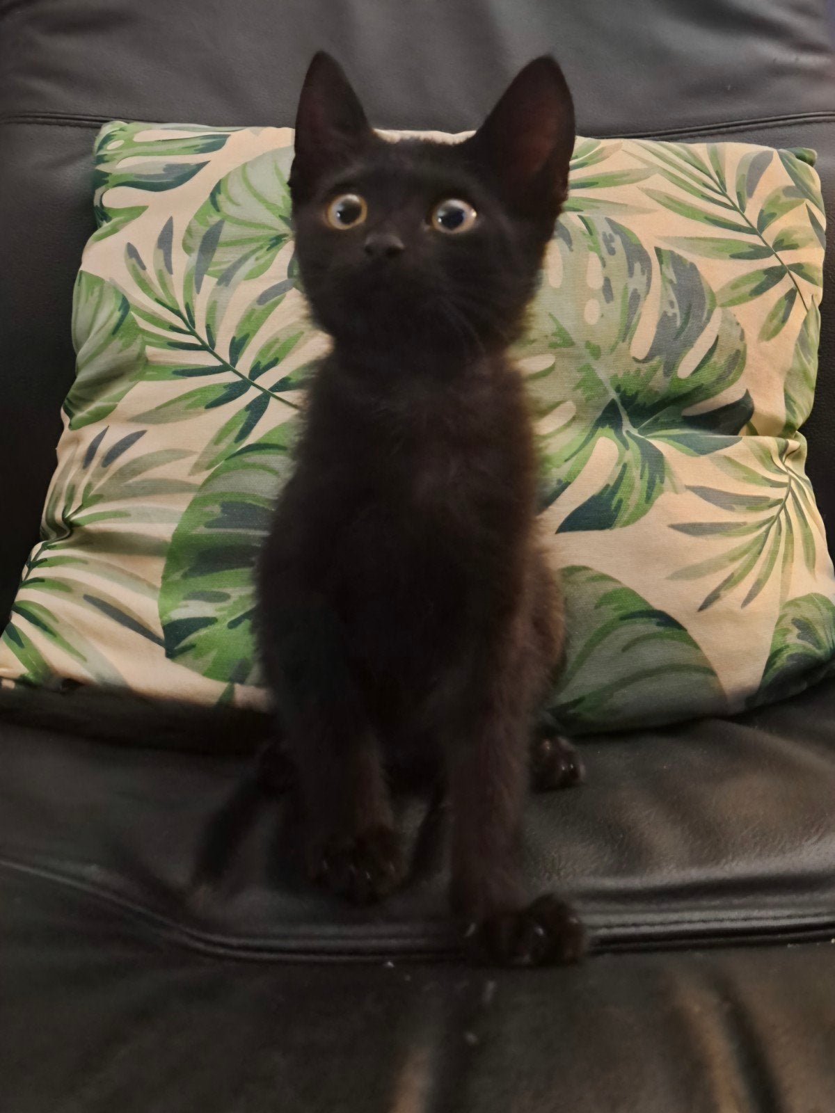 kittens x Siamees, Meerdere dieren, Kortharig, 0 tot 2 jaar