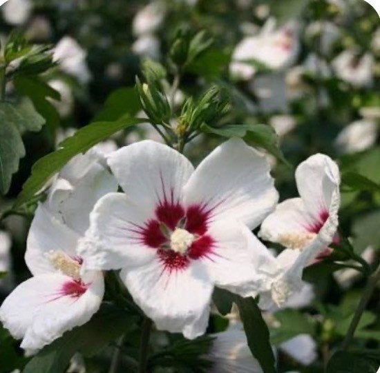 biologische hibiscus, Ophalen, Volle zon
