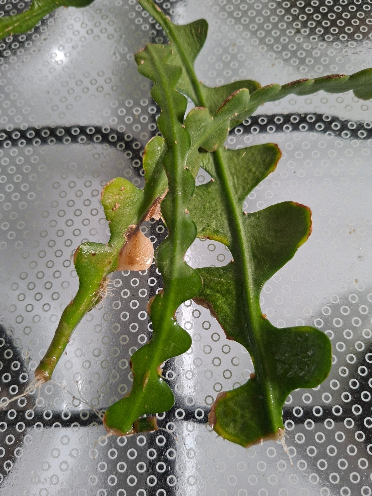 Rhipsalis zaailingen - Koraalcactus, zaagcactus stekken, Overige soorten, Vaste plant, Ophalen of Verzenden, Bloeit niet