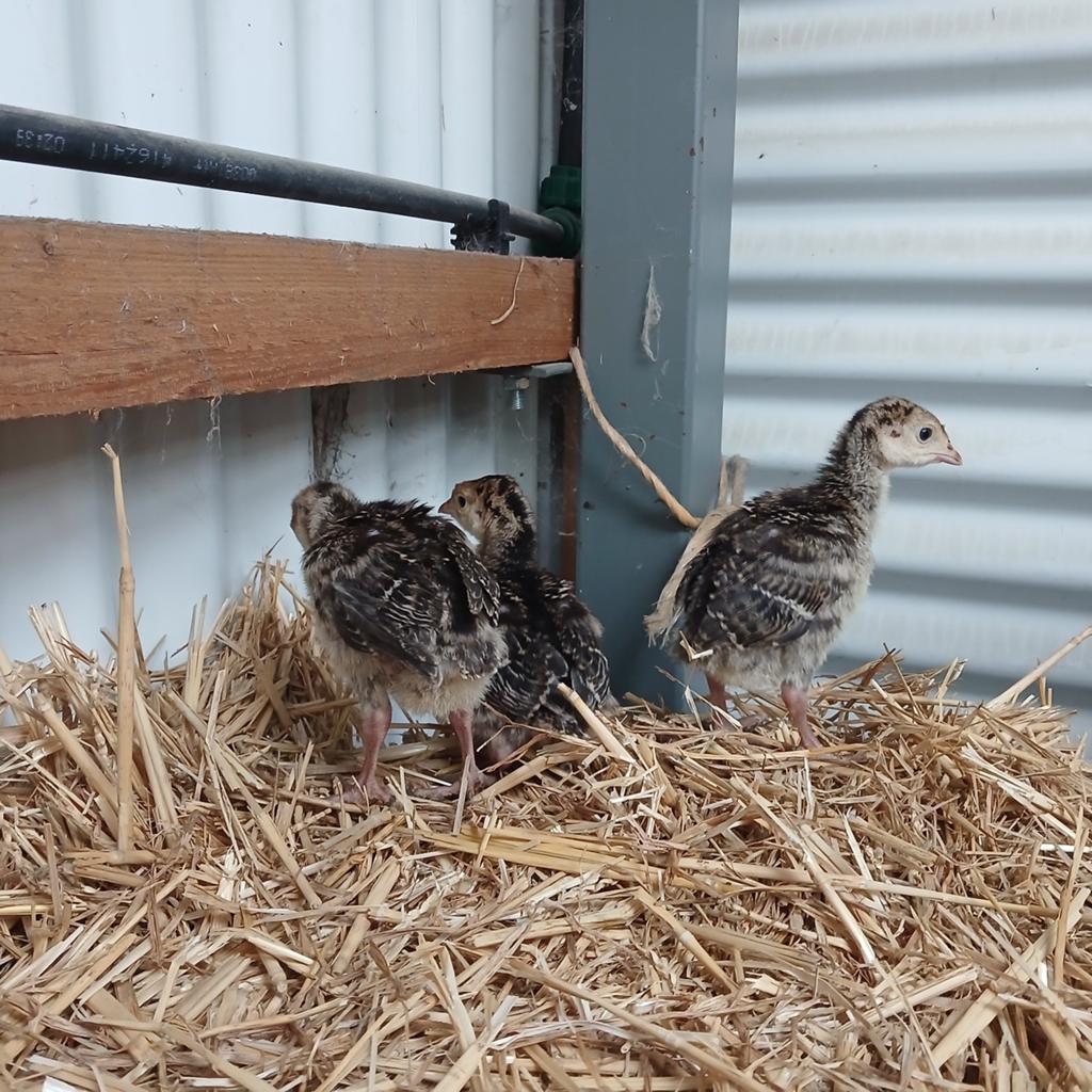 Brons kalkoen kuikens te koop., Dieren en Toebehoren, Pluimvee, Geslacht onbekend