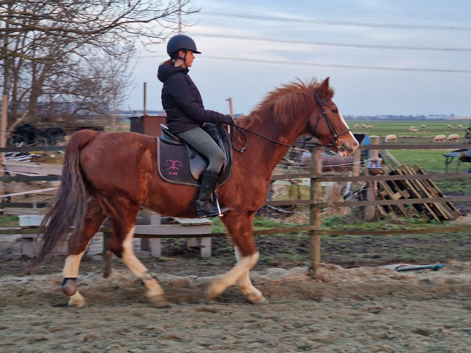 Bijrijder aangeboden/bijrijdpony of paard gezocht!, Ophalen of Verzenden