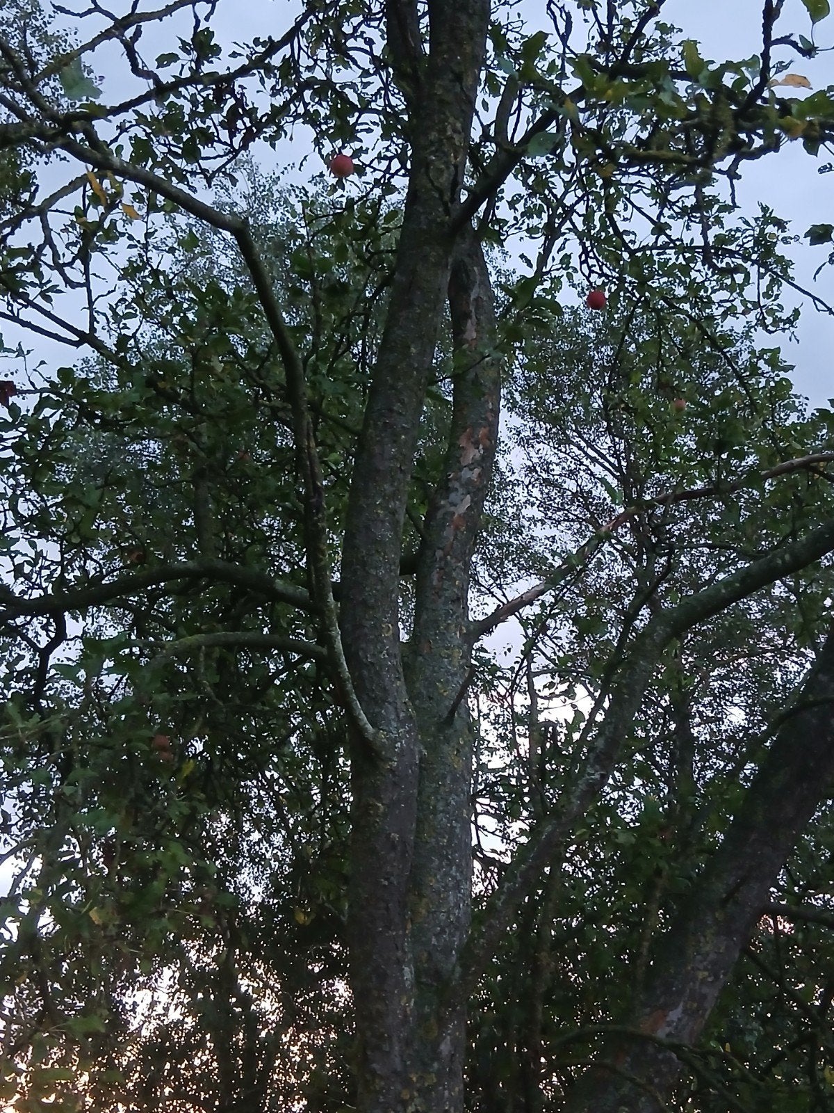 Bijna gratis oude fruitbomen, Ophalen of Verzenden, Appelboom