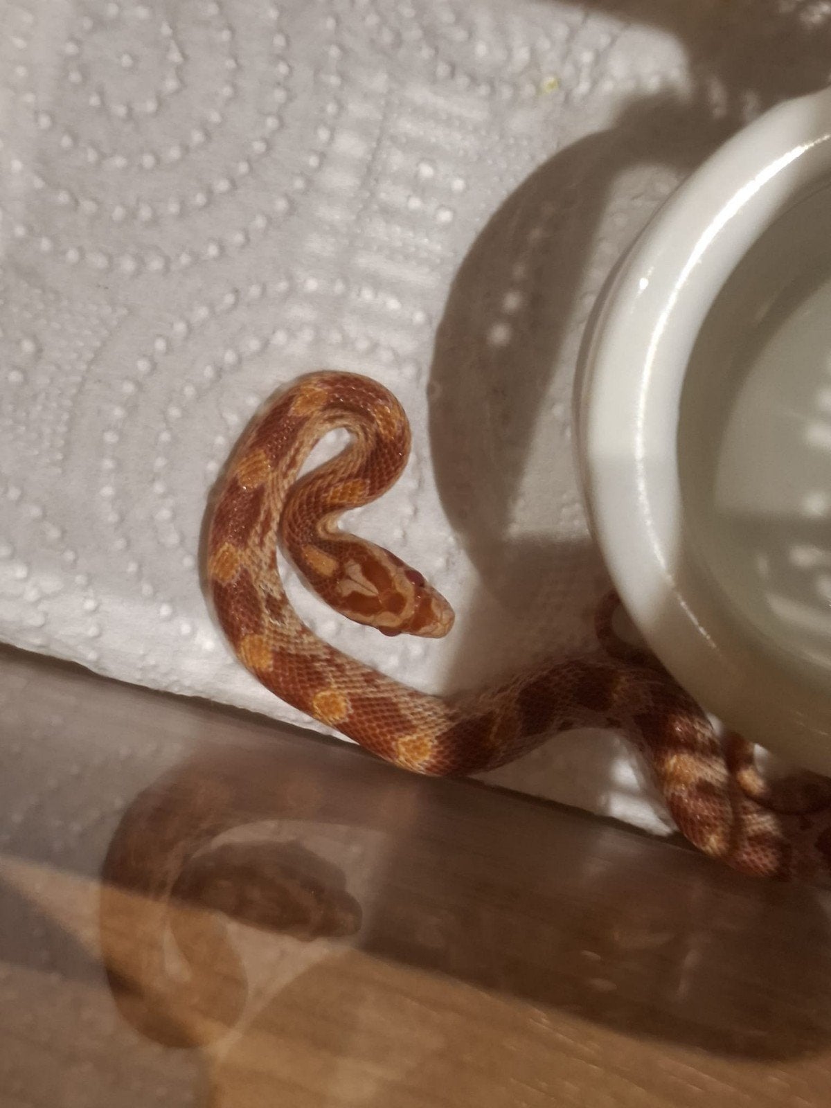 Korenslangen Corn Snake photo 3