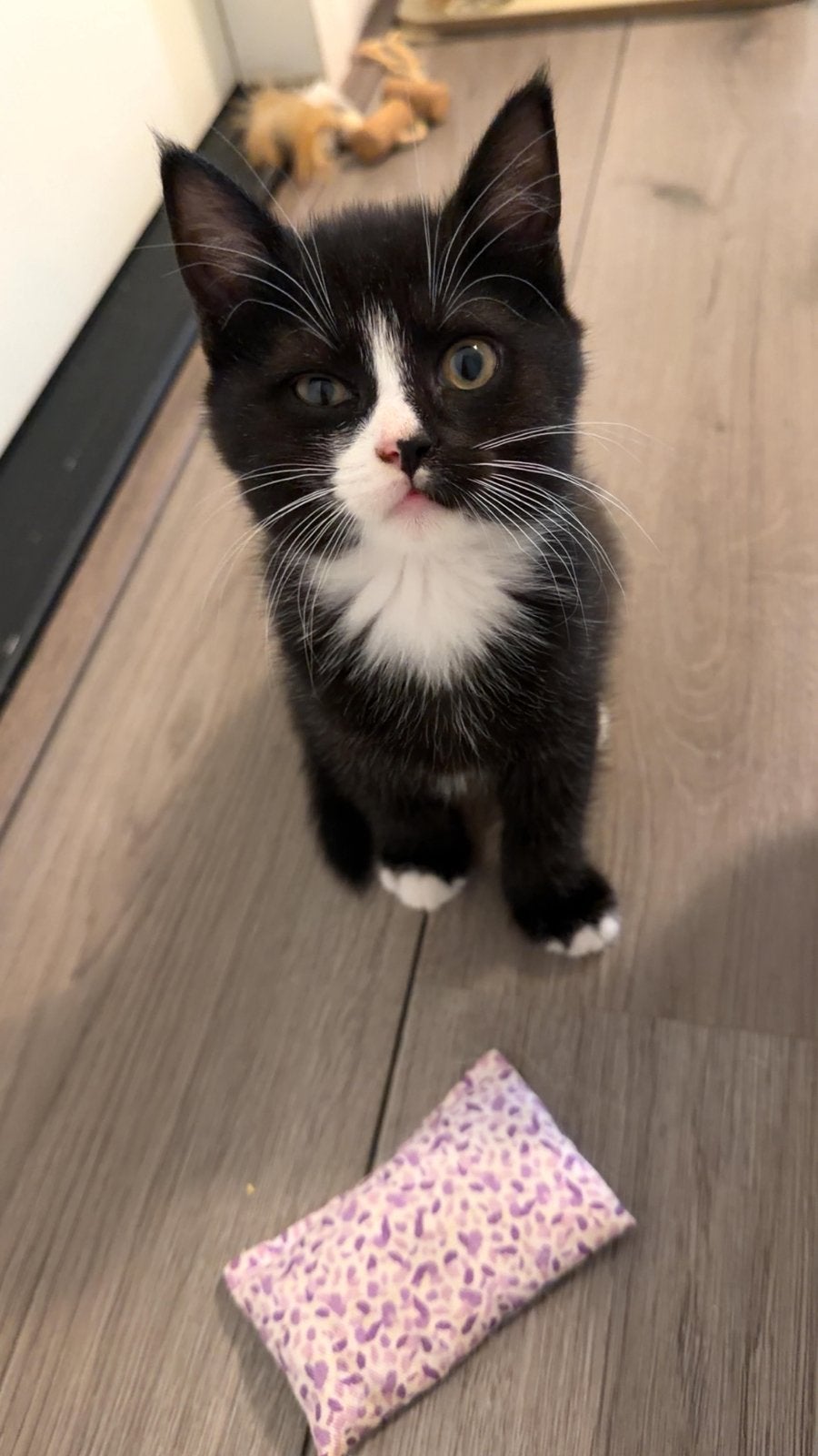 Kittens, Meerdere dieren, 0 tot 2 jaar