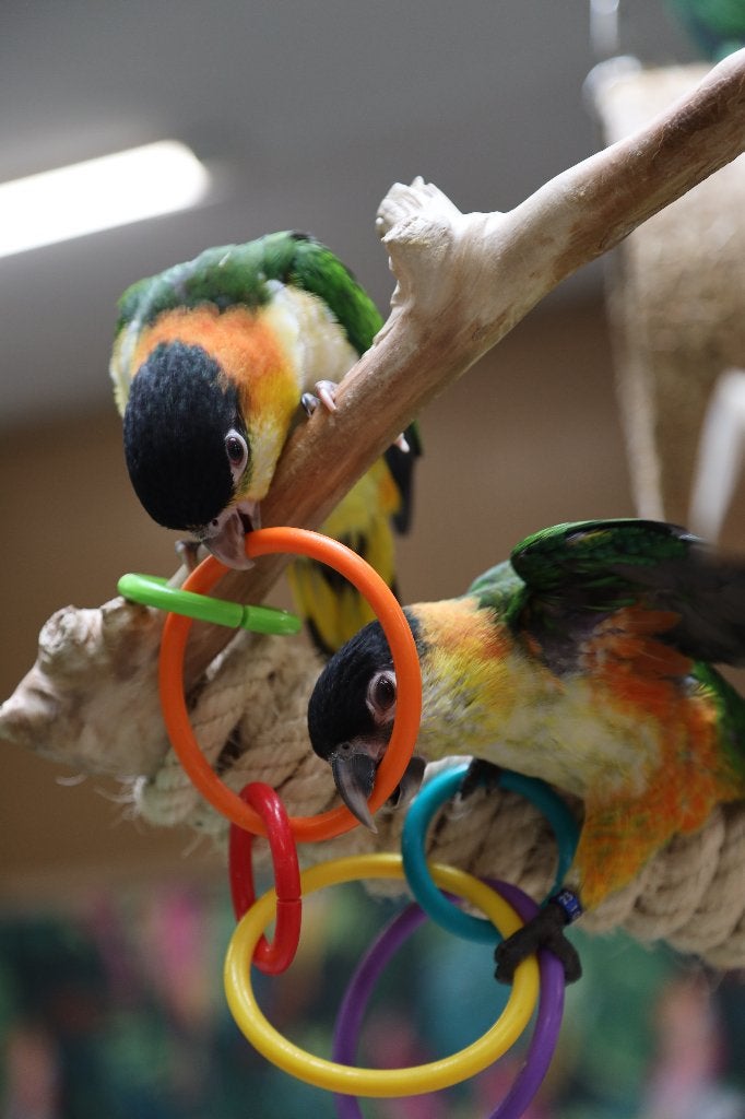 Jonge Baby Zwartkop Caique´s | getest | Speels | Handtam, Dieren en Toebehoren, Meerdere dieren, Papegaai, Pratend
