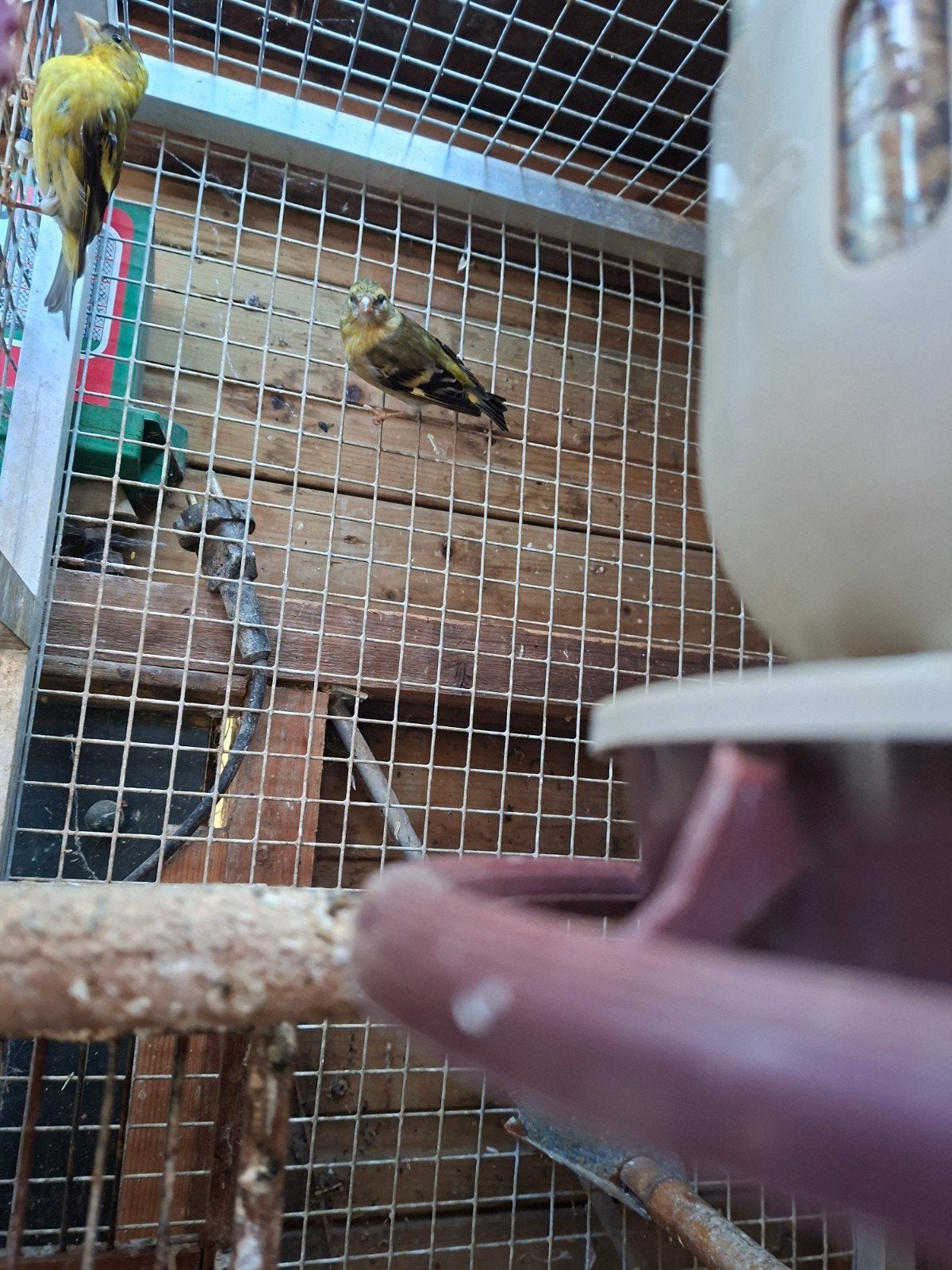 Mooi koppel baardsijzen 2023, Dieren en Toebehoren, Meerdere dieren, Geringd