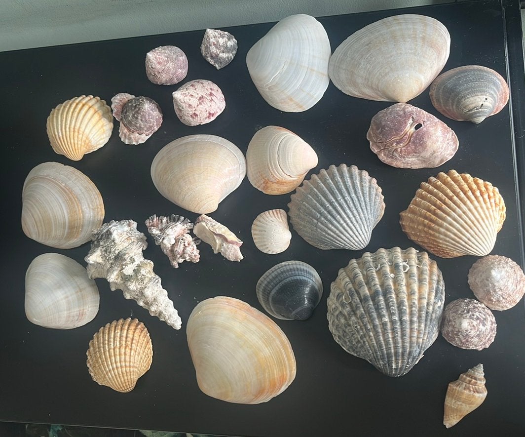 Prachtige collectie schelpen, Ophalen, Schelp(en)