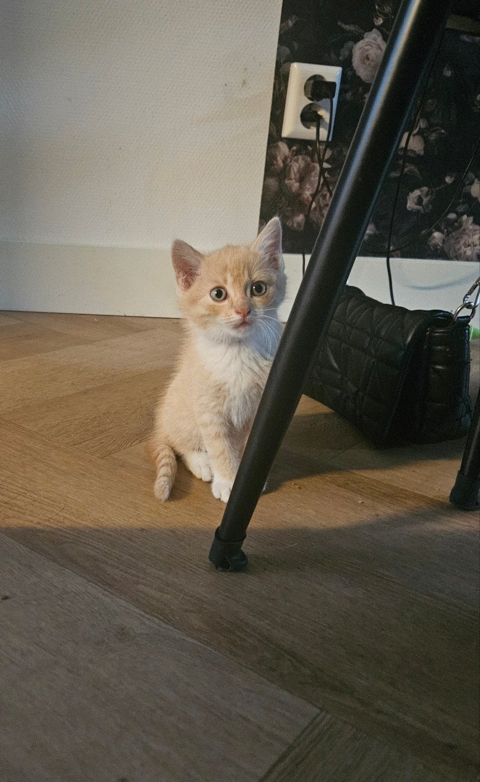 Kitten, Dieren en Toebehoren, Katten en Kittens | Raskatten | Korthaar, Poes, 0 tot 2 jaar