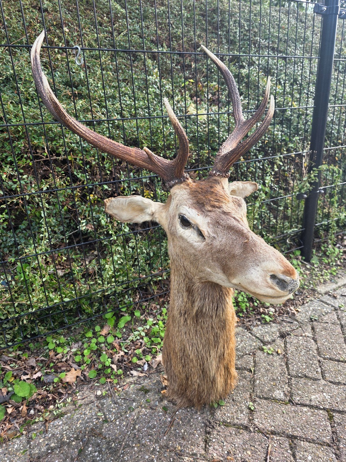 prachtig Opgezette edelhert taxidermie opgezette dieren hert, Ophalen, Zo goed als nieuw, Vogel, Opgezet dier