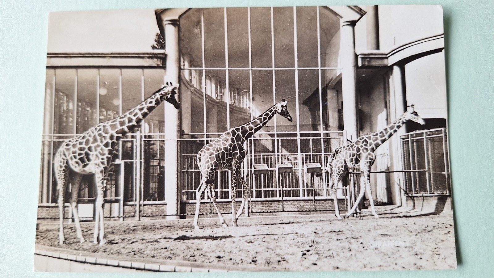 Diergaarde Blijdorp *, Ophalen of Verzenden, Voor 1920, Noord-Holland