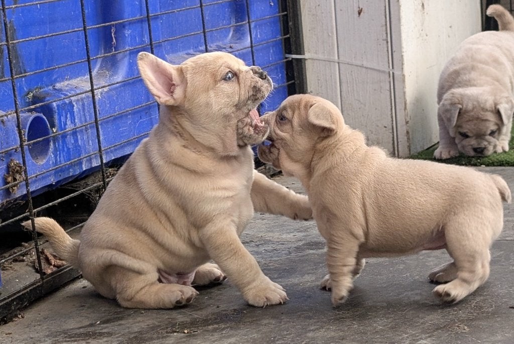 franse chow , frowfrow, french chow , franse bulldog, Dieren en Toebehoren, Reu, CDV (hondenziekte), 8 tot 15 weken, Bulldog