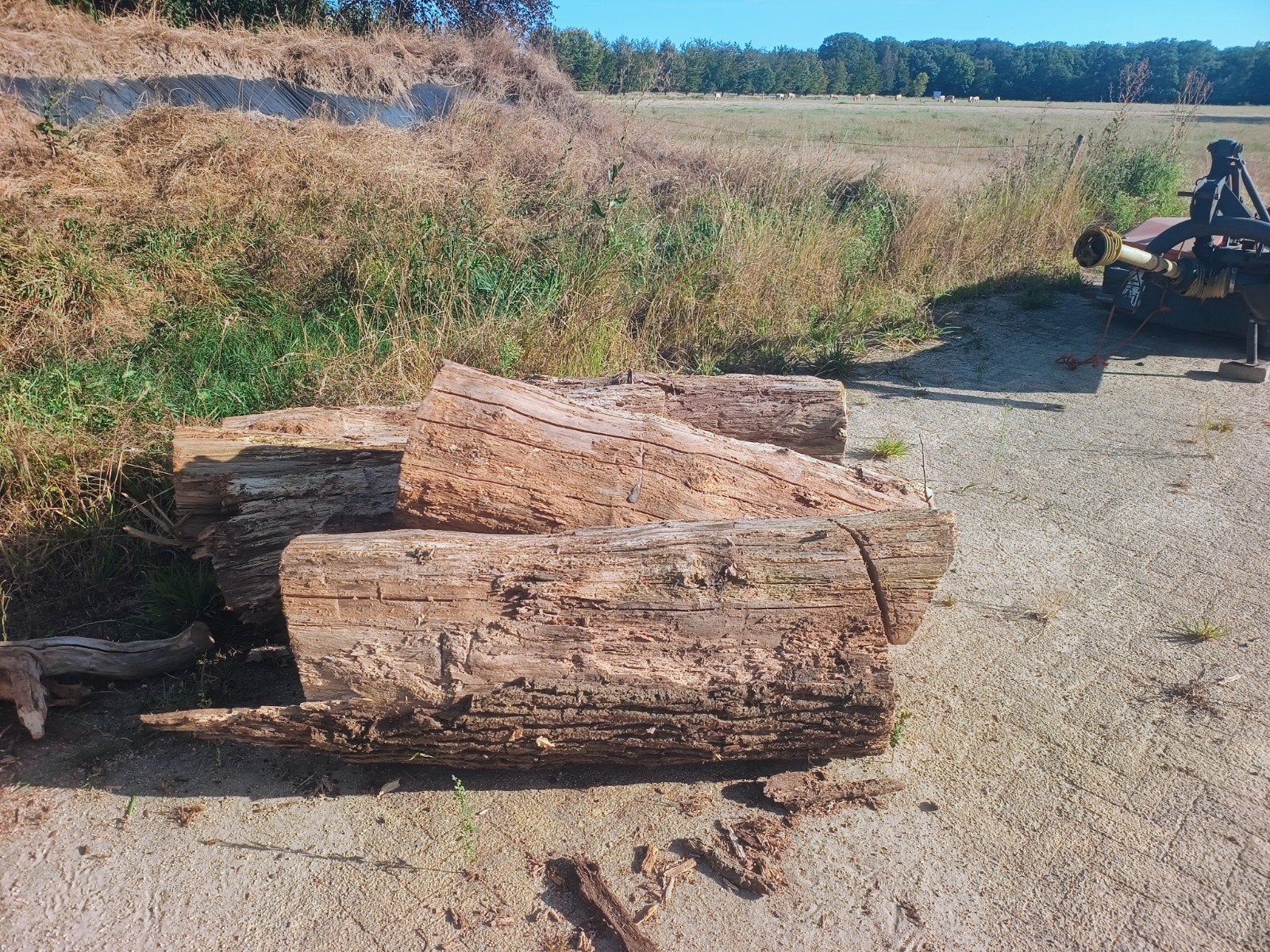 haardhout eik, Ophalen, Hout, Biels
