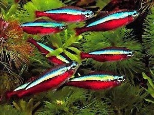 Kardinaal tetra!!!, Vis, Zoetwatervis