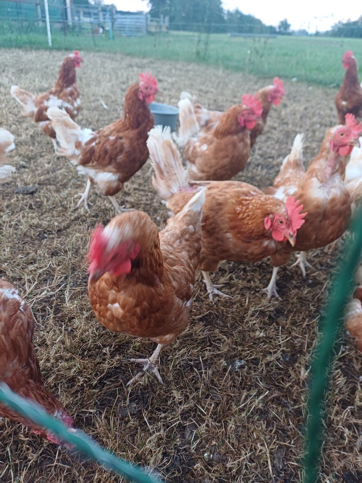 bruine legkippen, Dieren en Toebehoren, Vrouwelijk, Kip