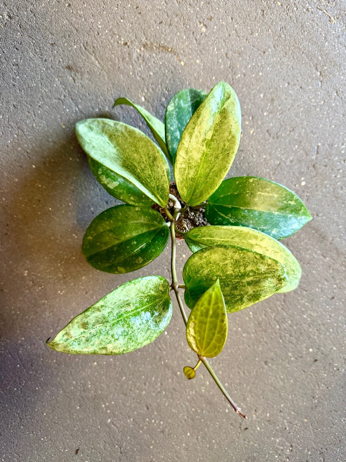 Hoya macrophylla silver p9, Huis en Inrichting, Overige soorten, In pot, Minder dan 100 cm, Groene kamerplant