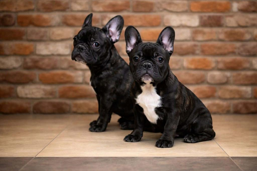 Franse bulldogs van de fokkerij A’Vigdors, Dieren en Toebehoren, Honden | Bulldogs, Pinschers en Molossers, 8 tot 15 weken, Buitenland