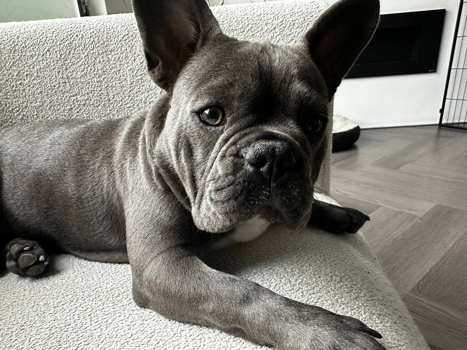 Fransebull pup 9 maanden., Dieren en Toebehoren, 15 weken tot 1 jaar, Reu, Parvo, Bulldog