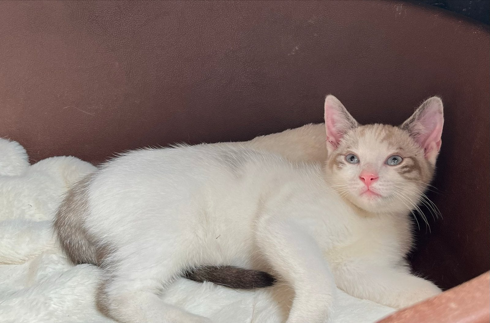 Laaste kitten uit nestje kruising siamees nog beschikbaar, Dieren en Toebehoren, Katten en Kittens | Raskatten | Korthaar, Kater