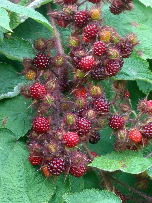 Fruit stuiken aalbessen zwarte bessen japanse wijnbes, Ophalen, Overige soorten, Minder dan 100 cm