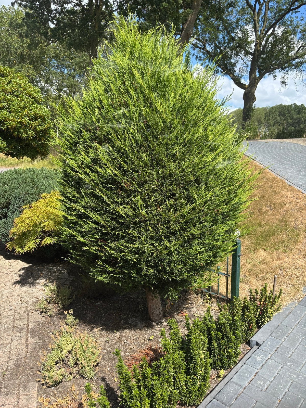 Groene Zuilboom - Ideaal voor elke tuin, Tuin en Terras, Planten | Bomen, Bloeit niet, 250 tot 400 cm, Zuilboom, Ophalen