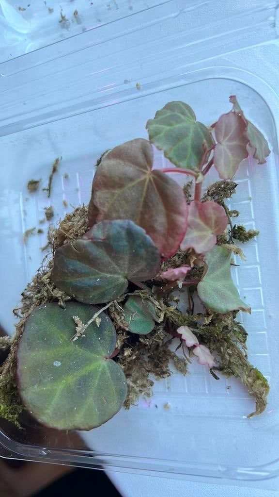 Begonia sp. Sarawak - Volwassen stek, Ophalen of Verzenden, Halfschaduw, Minder dan 100 cm