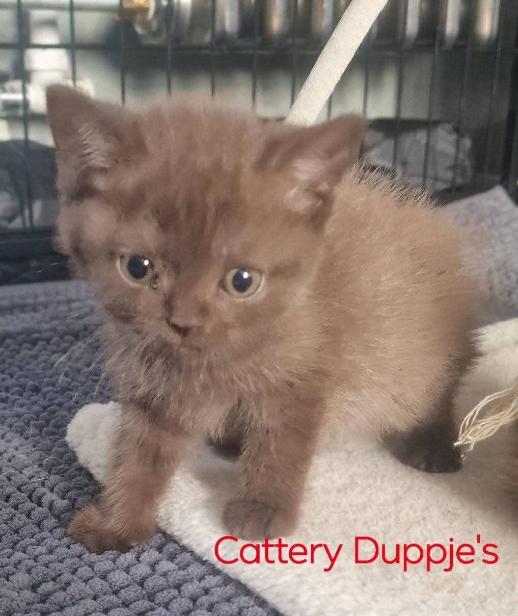 lieve Brits Korthaar, Meerdere dieren, Met stamboom, 0 tot 2 jaar