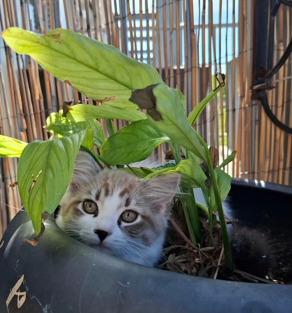 Kitten Siberische Neva Masquerade met 25% Ragdoll, Meerdere dieren, Ontwormd, 0 tot 2 jaar