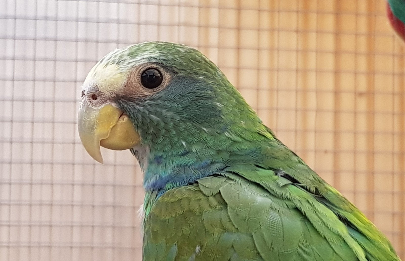 Pionus senilis '26, Meerdere dieren, Papegaai, Geringd