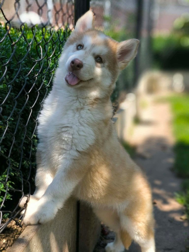 Hele mooie husky pups klaar voor vertrek!!, Parvo, België, Overige rassen, 8 tot 15 weken