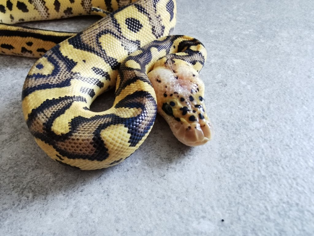 1.0 Clown Pastel Koningspython Ball Python photo 2