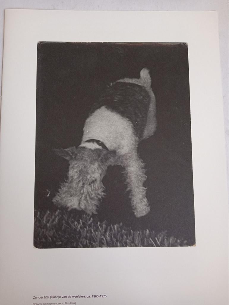 Gerard Fieret fotoprint 2011 Hondje, Verzamelen, Ophalen of Verzenden, 1980 tot heden