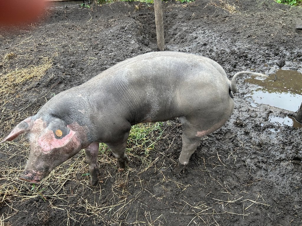 pitrain varken zuiver ras voor zeugje voor de fok of slacht, Dieren en Toebehoren, Vrouwelijk, Varken, 0 tot 2 jaar