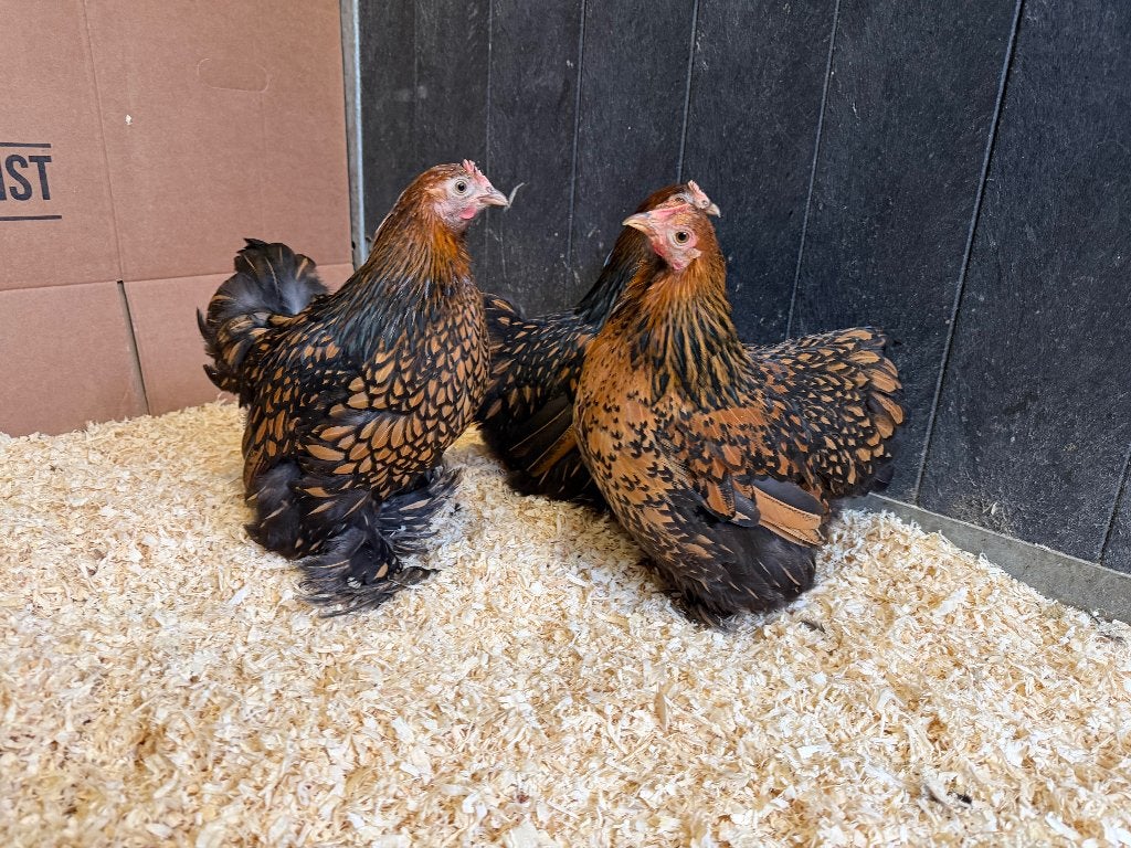 Jonge  Cochin kriel goud zwart gezoomd gesekst en ingeënt, Dieren en Toebehoren, Pluimvee, Vrouwelijk, Kip