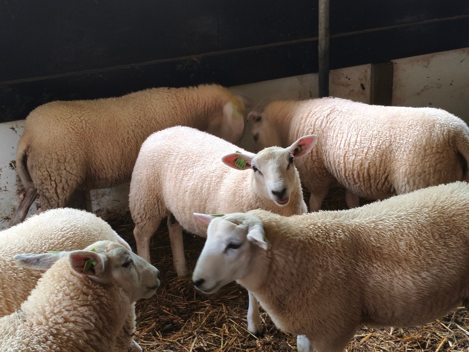 Swifter Stamboek dekramlammeren, Mannelijk, Schaap, 0 tot 2 jaar