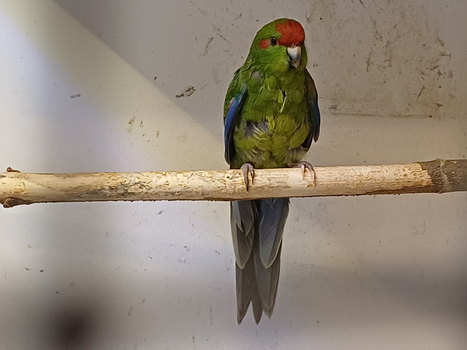 Kakariki, Vrouwelijk, Parkiet, Geringd